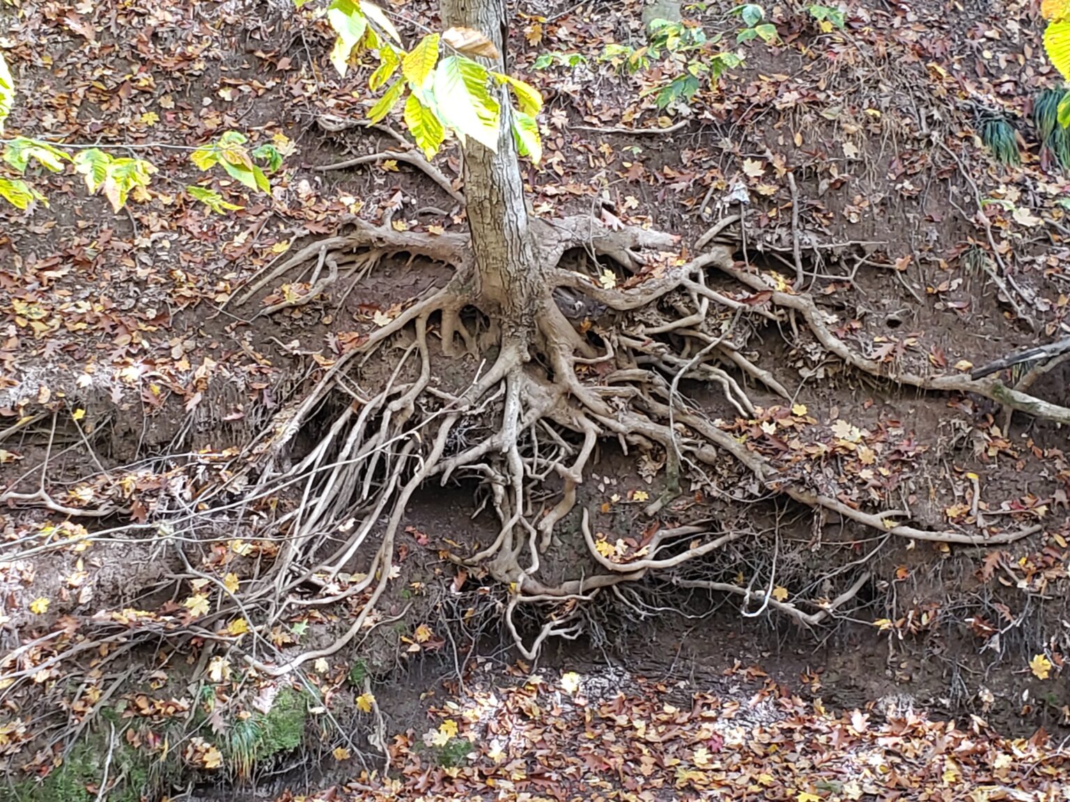 Chemical Stump Removal Just Stump It Stump Grinding