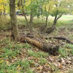 We are a stump and dead wood removal company in northern Ohio.