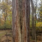 The photo shows already dead trees infected with pests and fungus. They will fall soon.