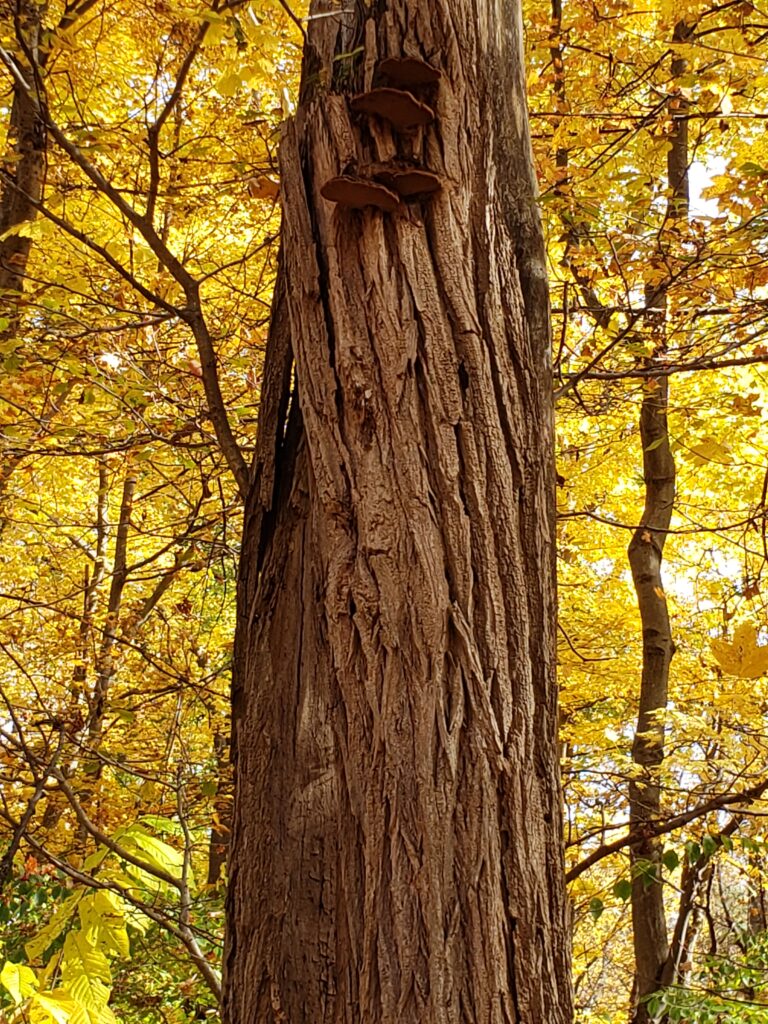 fungus infection of a tree 2