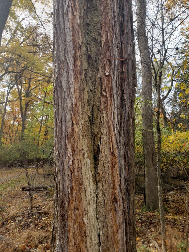 The photo shows already dead trees infected with pests and fungus. They will fall soon.