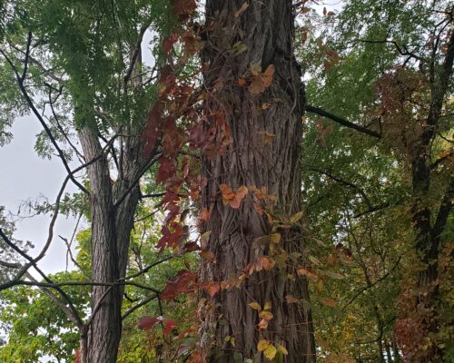 Poison ivy crawls up a tree trunk.