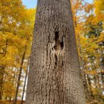 Bark peeling or falling off