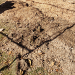 A pile of wood chips instead of a stump