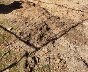 A pile of wood chips instead of a stump