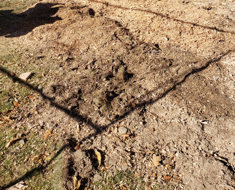 A pile of wood chips instead of a stump