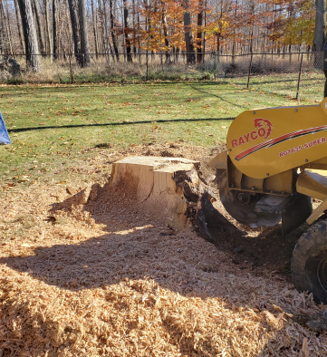 Service for tree stump removal by grinding.