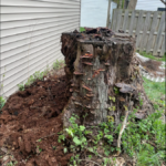 Old tree stump with mushrooms before removal by grinding.