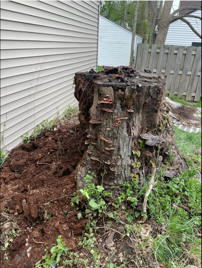 Old tree stump with mushrooms before removal by grinding.