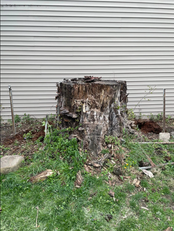 A large old stump overgrown with mushrooms next to the building.