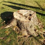 Stump before removal.