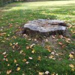 How to remove a stump?