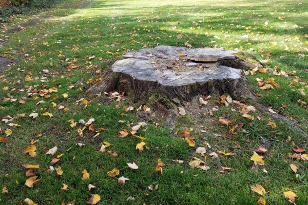 How to remove a stump?