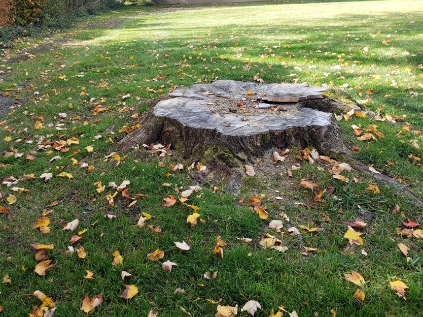 How to remove a stump?