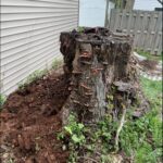 Pros and cons of stump grinding. An ugly stump takes up useful space. Grinding the stump will help you get rid of it quickly.