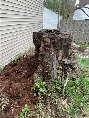 Pros and cons of stump grinding. An ugly stump takes up useful space. Grinding the stump will help you get rid of it quickly.