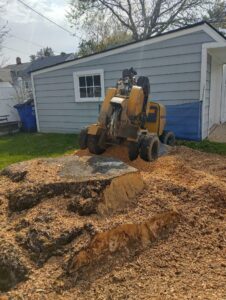 We are a local stump grinding company throughout northern Ohio. Call us 216.767.6323. Just Stump It LLC.