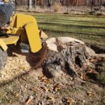 The stump is crushed by a grinder.