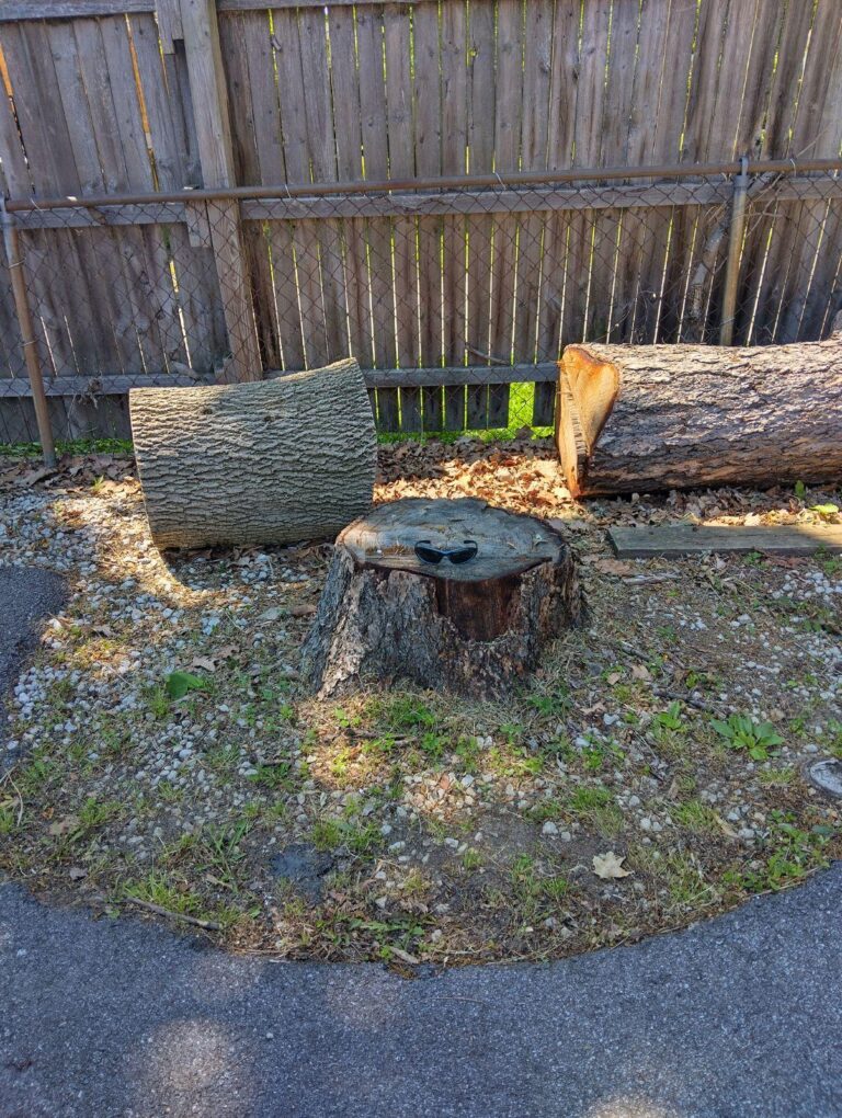 stump before grinding