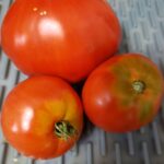 Beautiful home-grown organic tomatoes.