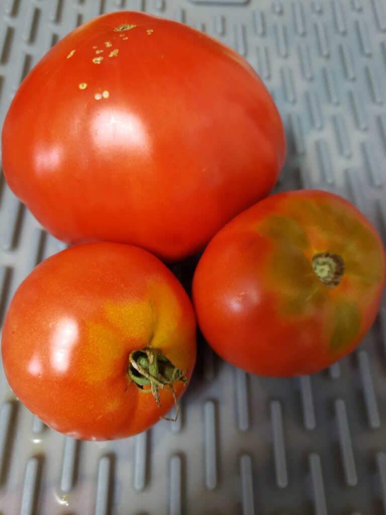 Beautiful home-grown organic tomatoes.