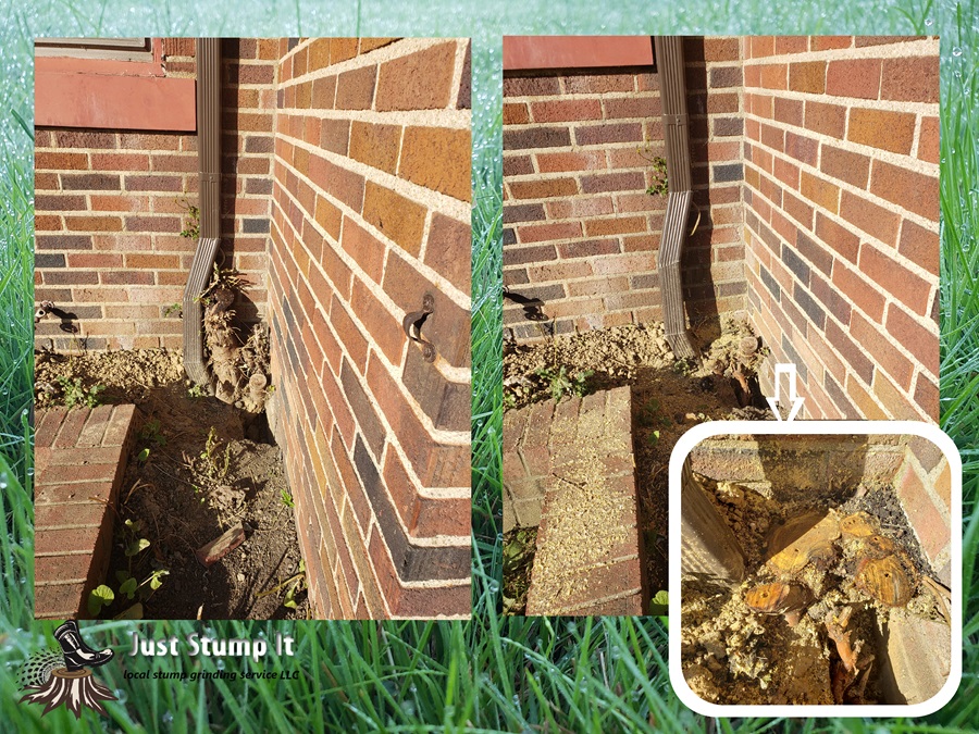 The stump is destroying the gutter and the walls of the house by sprouting shoots and growing roots. The tree was cut long ago, but the stump continues to live. We carefully cut the trunk to ground level and stuffed it with herbicide. Just Stump It.