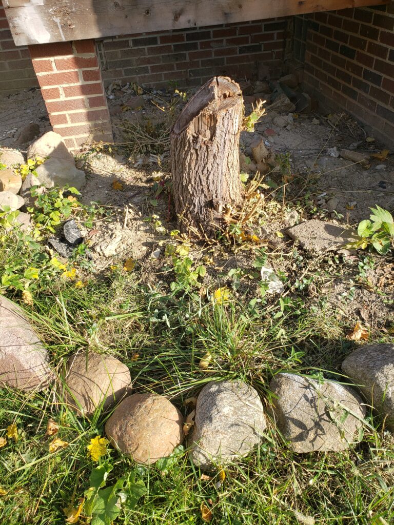 The tree was recently cut down, and the stump has already sprouted many shoots.