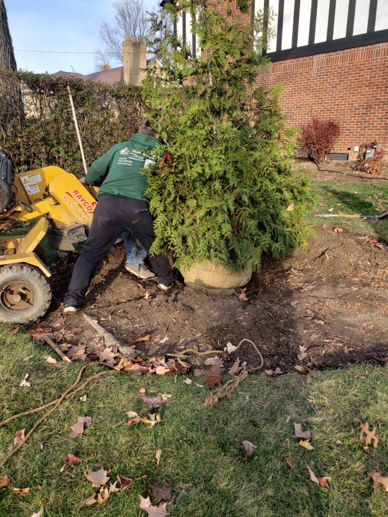 A large thuja seedling in a prepared hole.