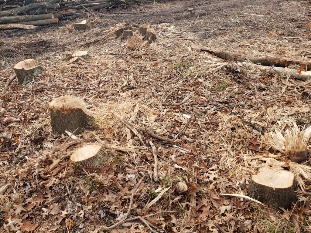 Many stumps after deforestation.