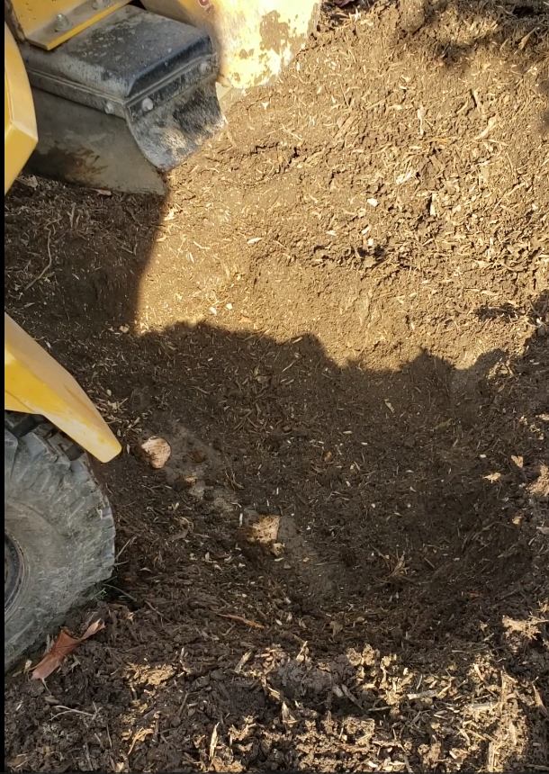 In the hole after grinding the stump, you can see root cuttings going deep.