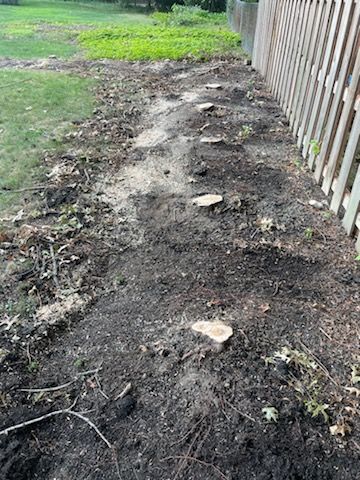 A row of stumps from felled trees.