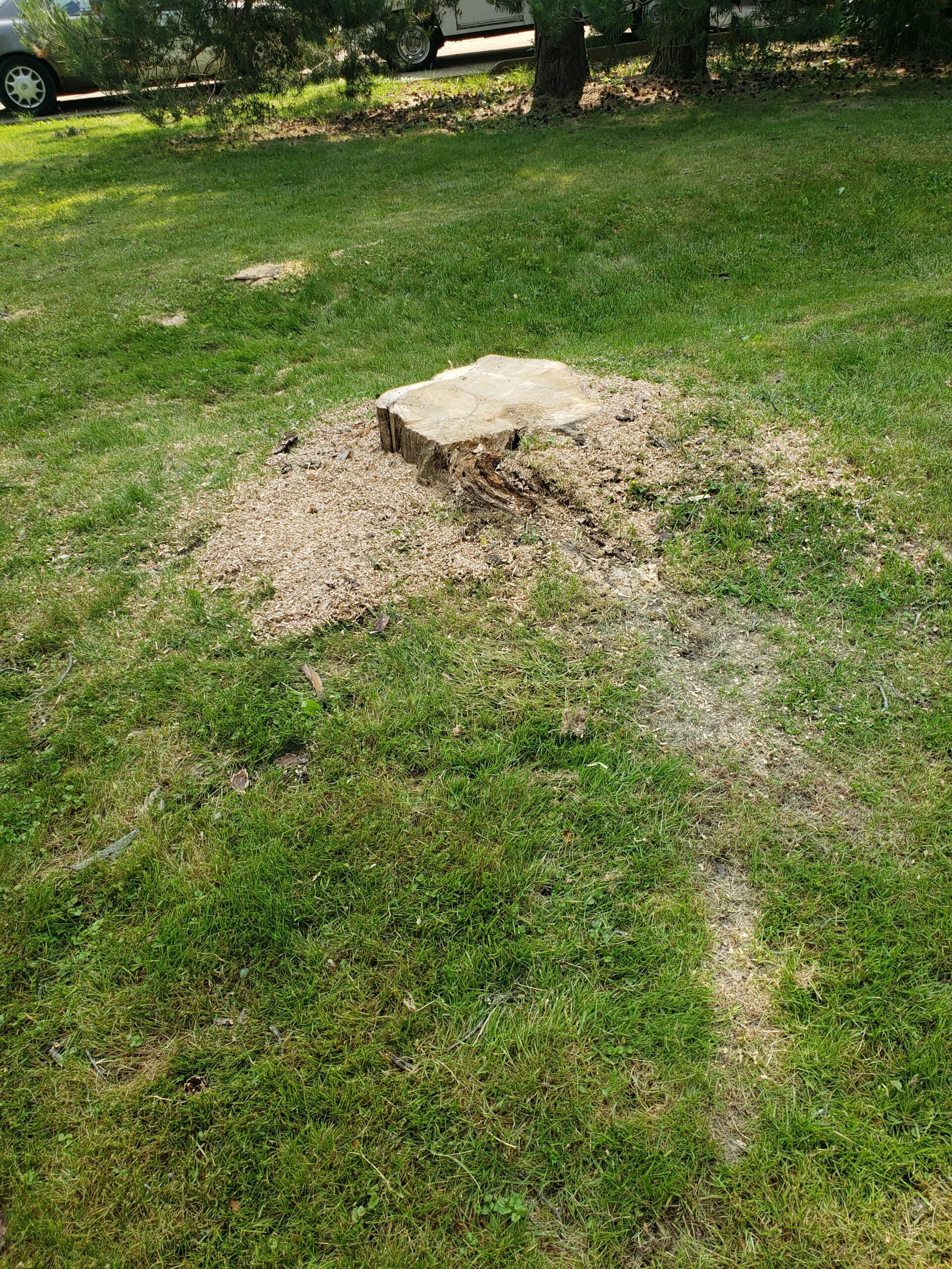 2.3 stump removal