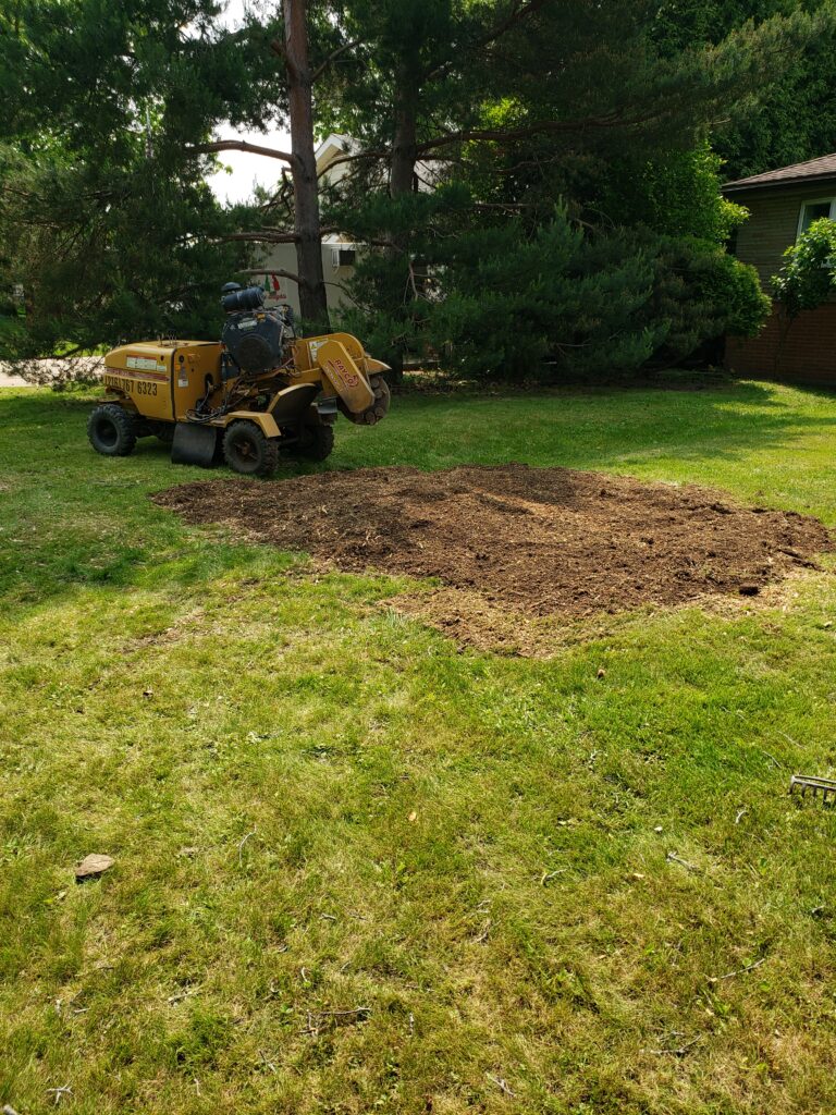 Stump’s gone. Yard’s glowing. The Fresh Start. After a storm took down their maple tree, the Ramirez family felt stuck with the stump left behind. Removing it wasn’t just about clearing space — it symbolized moving forward. Today, a new garden blooms where the stump once stood, a fresh start rooted in resilience.