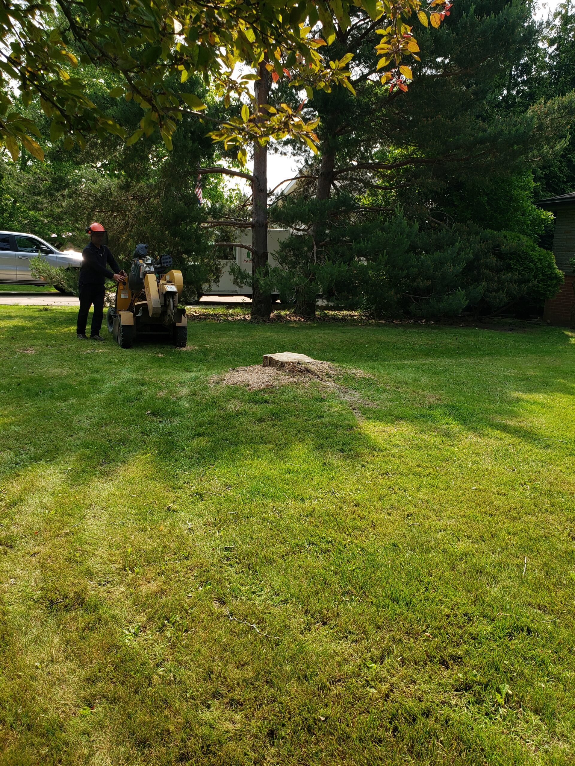 2.6 stump removal