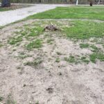 stump grinding before