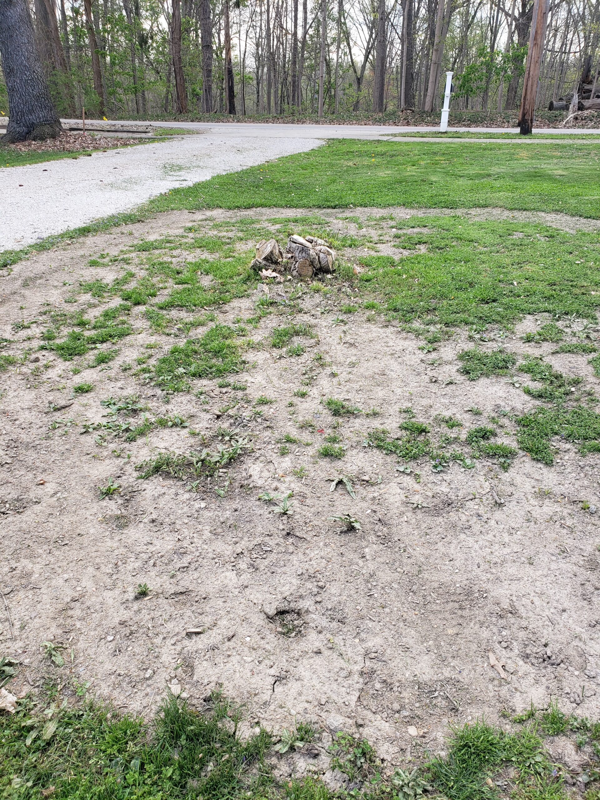 stump grinding before