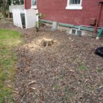stump grinding before