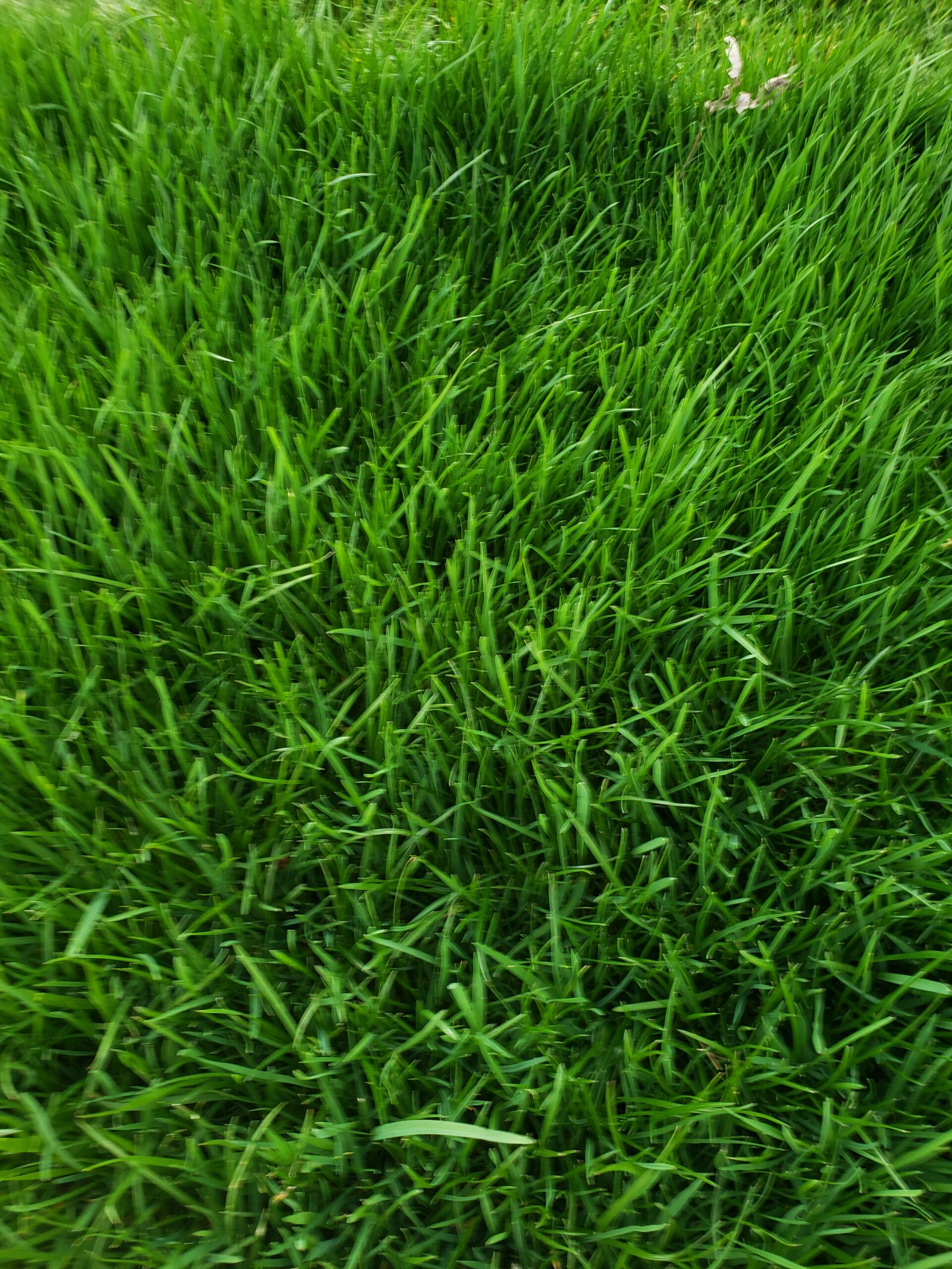 Refresh the top layer of soil. Keep in mind that the soil in this area may settle as the remaining wood chips and roots decompose. At this stage, you can add fertilizer or compost to restore the balance of nutrients. Now you can sow grass or lay ready-made turf. With proper care, the grass will grow strong and healthy.