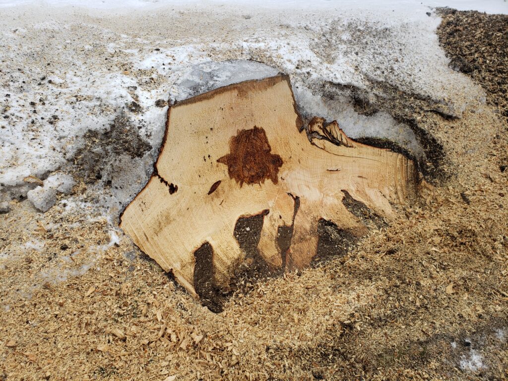 Bye‑bye stump, hello lawn goals. Make room for memories, not stumps. The Fresh Start** After a storm took down their maple tree, the Ramirez family felt stuck with the stump left behind. Removing it wasn’t just about clearing space — it symbolized moving forward. Today, a new garden blooms where the stump once stood, a fresh start rooted in resilience.