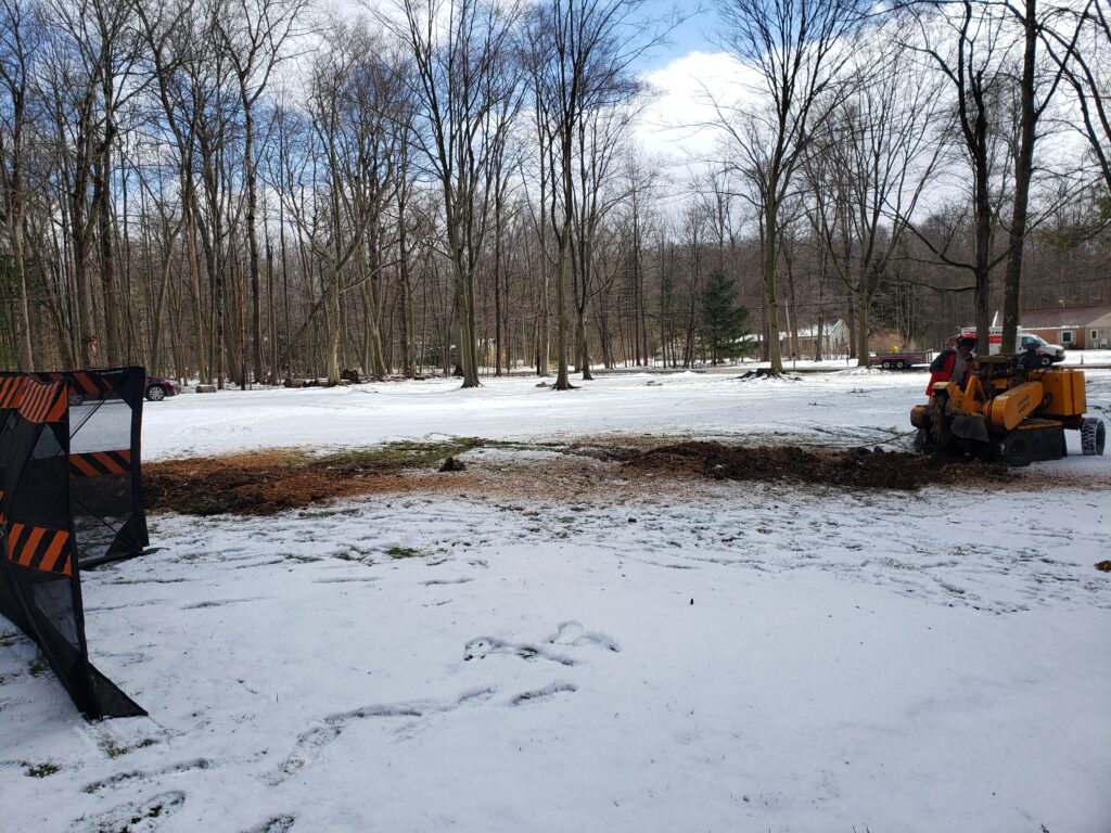 Start fresh this winter—get rid of old stumps before spring arrives