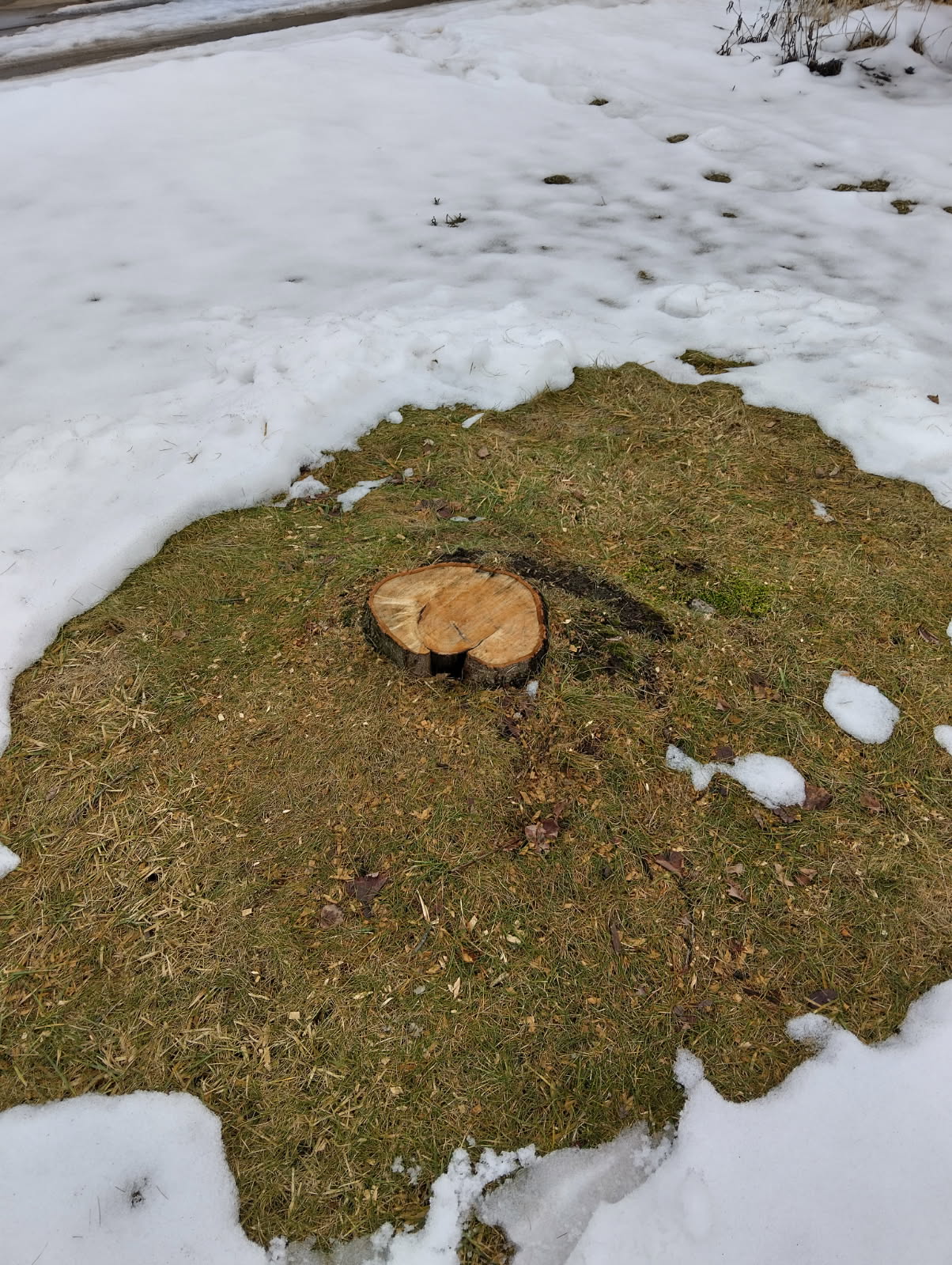 The Storm Risk. After heavy snow, the Miller family noticed their old pine leaning dangerously close to the house. A quick winter tree removal prevented what could have been a costly roof repair. Now, they rest easy knowing their home is safe from storm damage.