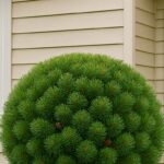 Ohio’s Tough Shrubs for Easy Landscaping. Ohio’s Tough Shrubs for Easy Landscaping. 🌳✨ Not all shrubs demand rich soil—these beauties thrive where others struggle: