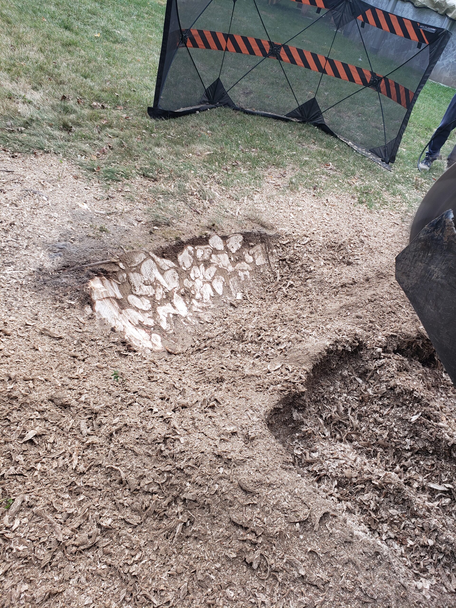 A job is done right when the stump and above ground roots are ground down, the raised root mass is processed, and the thick surface roots are removed far enough to prevent new shoots—usually about two yards from the stump’s edge.