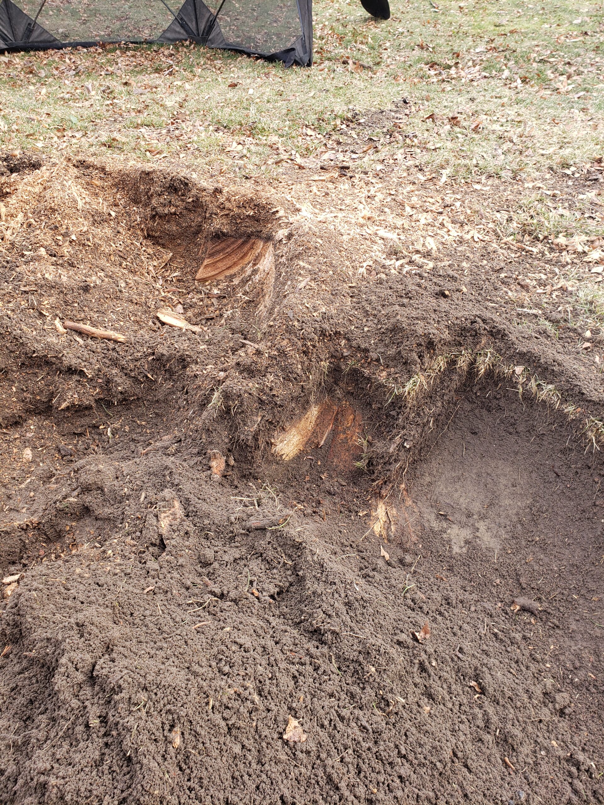 Another day of digging—and again we see two extremes in how people treat wood in their lawn.