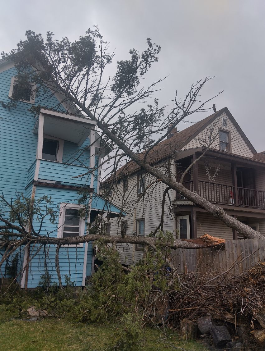 A dying pine becomes a hazard in storms