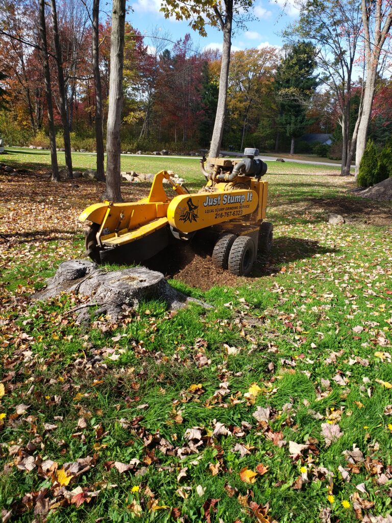 Clear the Way — Stumps Gone, Yard Ready.