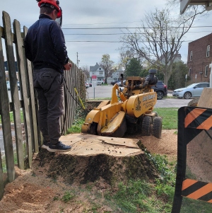 A huge tree stump next to the foundation. Nearby, a stump grinder bearing the "Just Stump It" logo and phone number is ready for operation.
