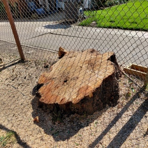 The tree stump had partially grown into the wire mesh fence before being shredded.