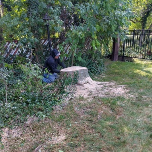 Freshly cut stump on a front lawn prior to stump grinding.