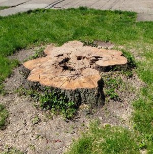 Large tree stump in a Cleveland residential yard before stump grinding.